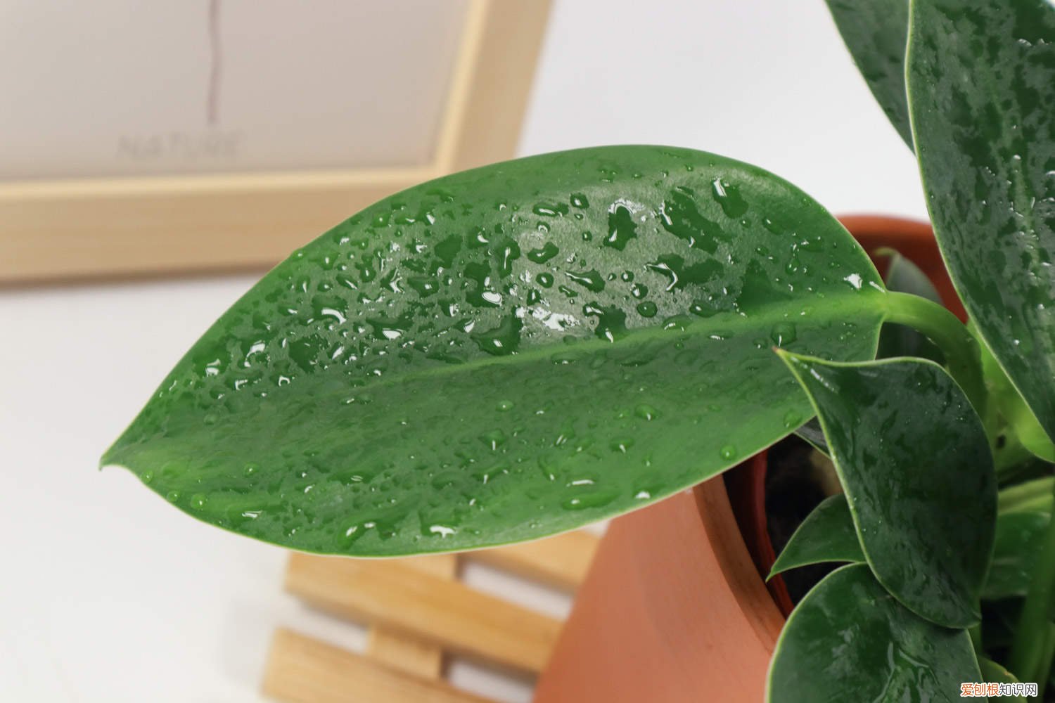 金钻花叶子黄了是什么原因 金钻花叶子发黄是怎么回事