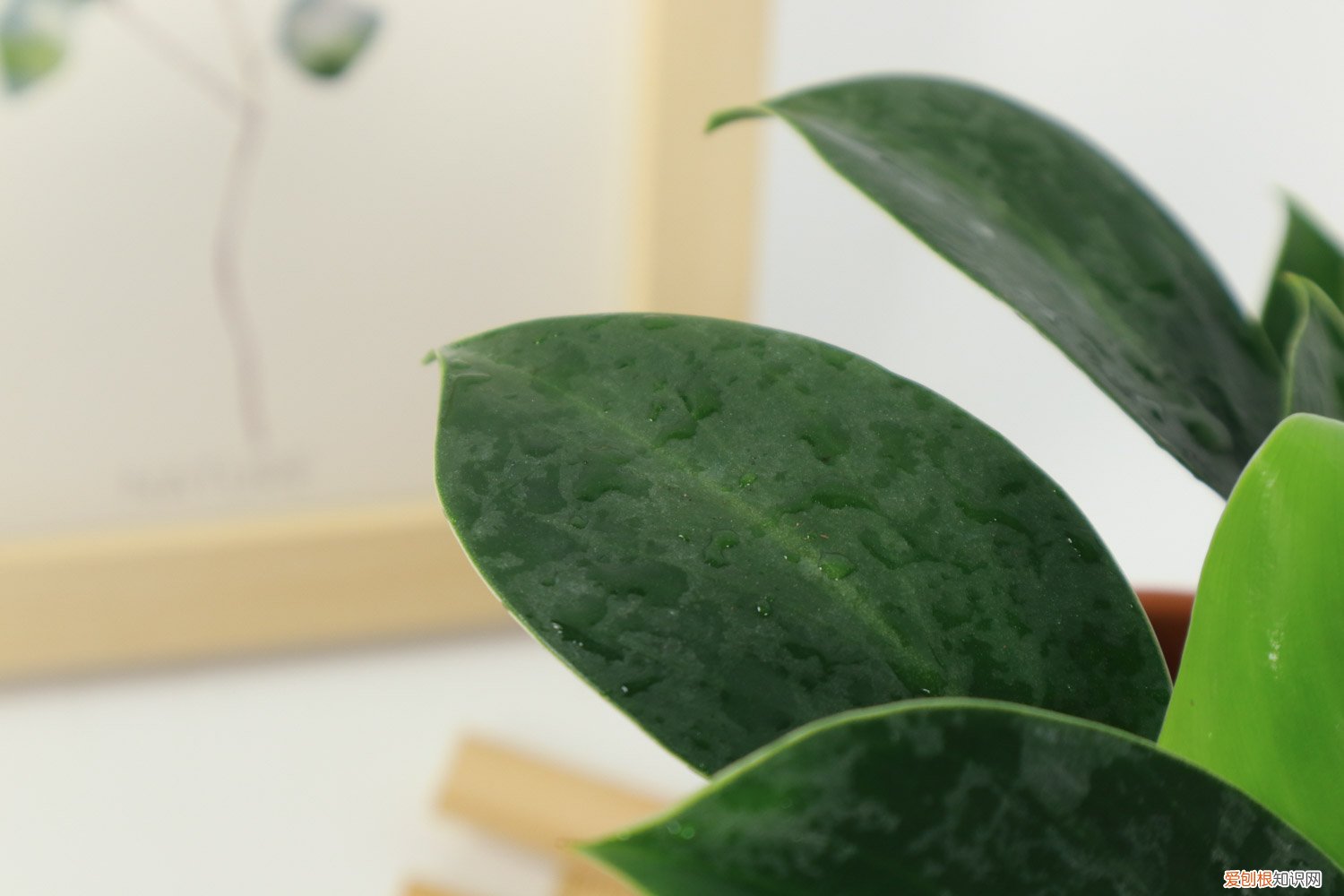 金钻花叶子黄了是什么原因 金钻花叶子发黄是怎么回事