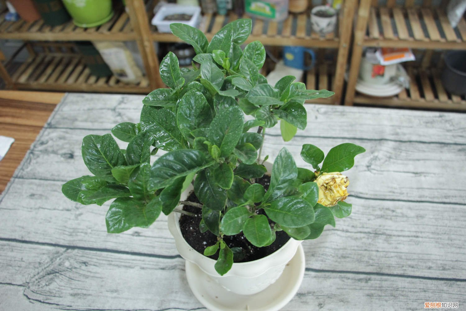 栀子花叶子发黄干枯掉叶子不开花怎么办 栀子花叶子发黄干枯怎么办