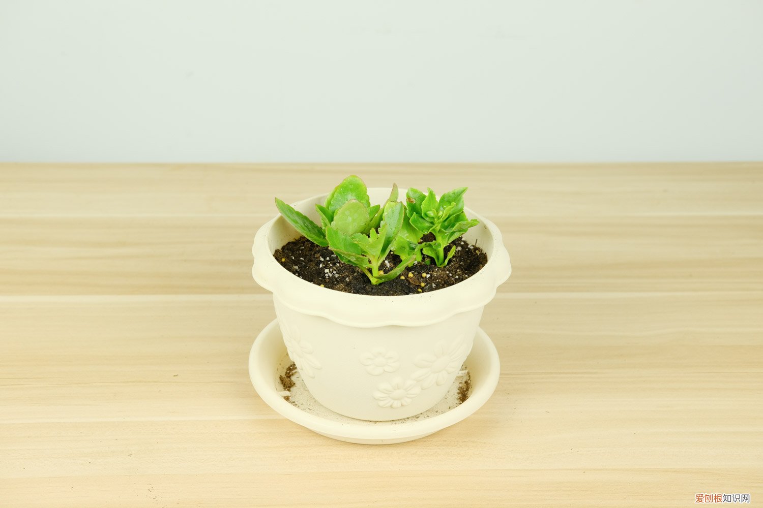 长寿花有黄叶怎么回事 长寿花黄叶是怎么回事