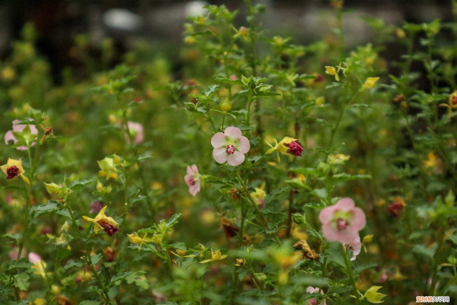 小木槿开花后怎么修剪 怎么让小木槿多开花，开花期怎么养