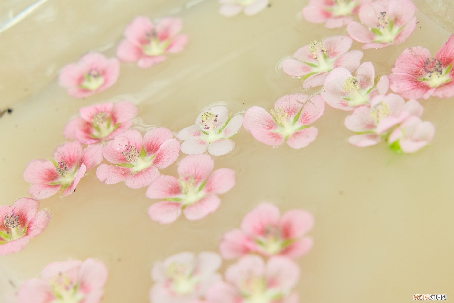 小木槿开花后怎么修剪 怎么让小木槿多开花，开花期怎么养