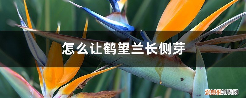 鹤望兰怎么才能长侧芽 怎么让鹤望兰长侧芽,剪光叶子还能再长吗