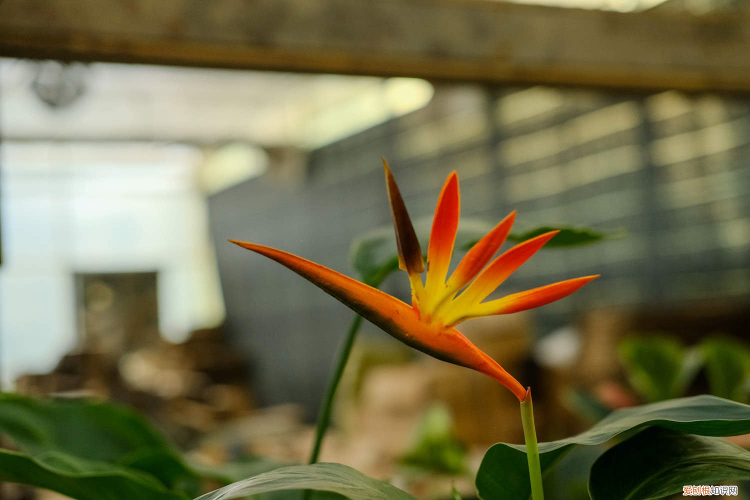 鹤望兰怎么才能长侧芽 怎么让鹤望兰长侧芽,剪光叶子还能再长吗