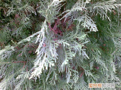 侧柏叶的功效怎么样 食用侧柏叶需要注意什么