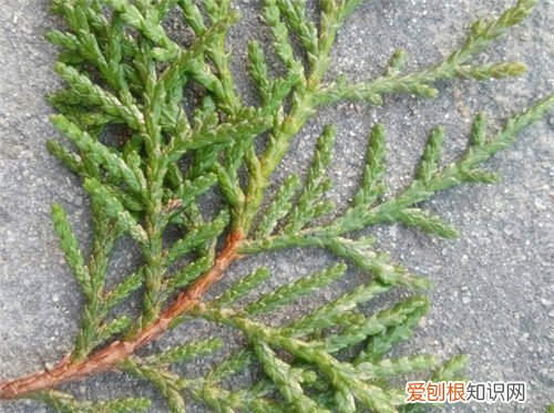 侧柏叶的功效怎么样 食用侧柏叶需要注意什么