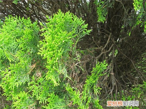 侧柏叶的功效怎么样 食用侧柏叶需要注意什么