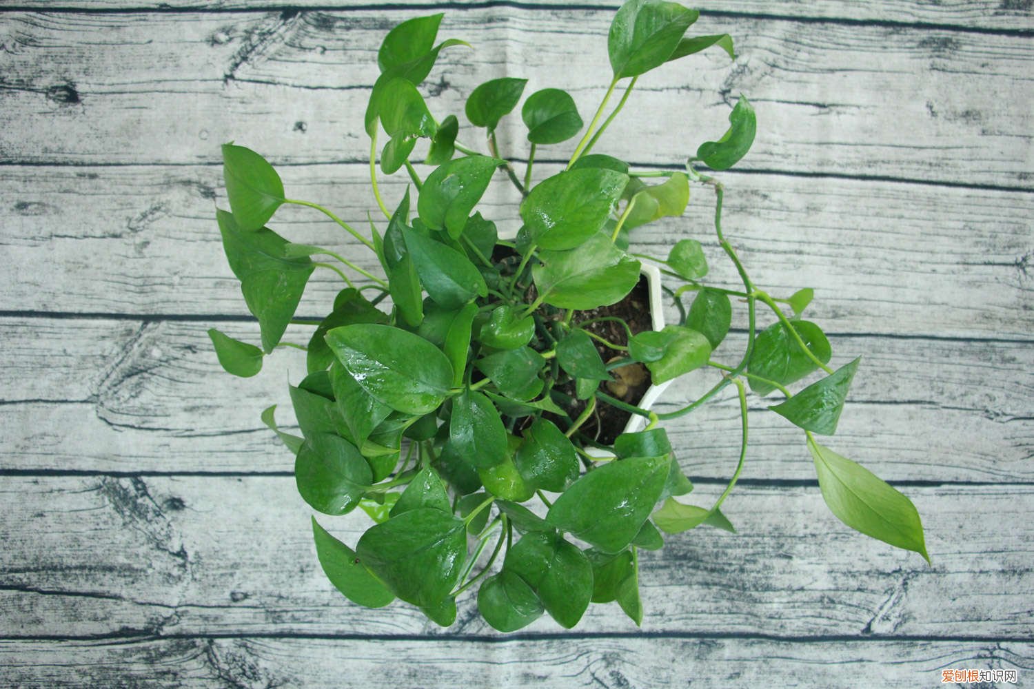 绿萝的叶子黄了怎么办? 绿萝的叶子黄了怎么办