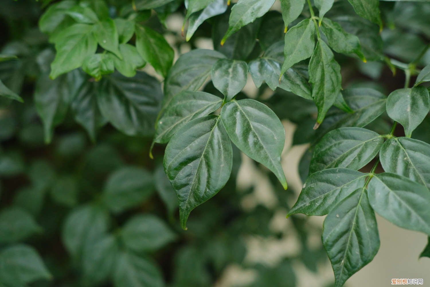 夏天幸福树黄叶掉叶子是怎么回事 幸福树黄叶掉叶，夏天浇点这个水，3天立马绿油油！