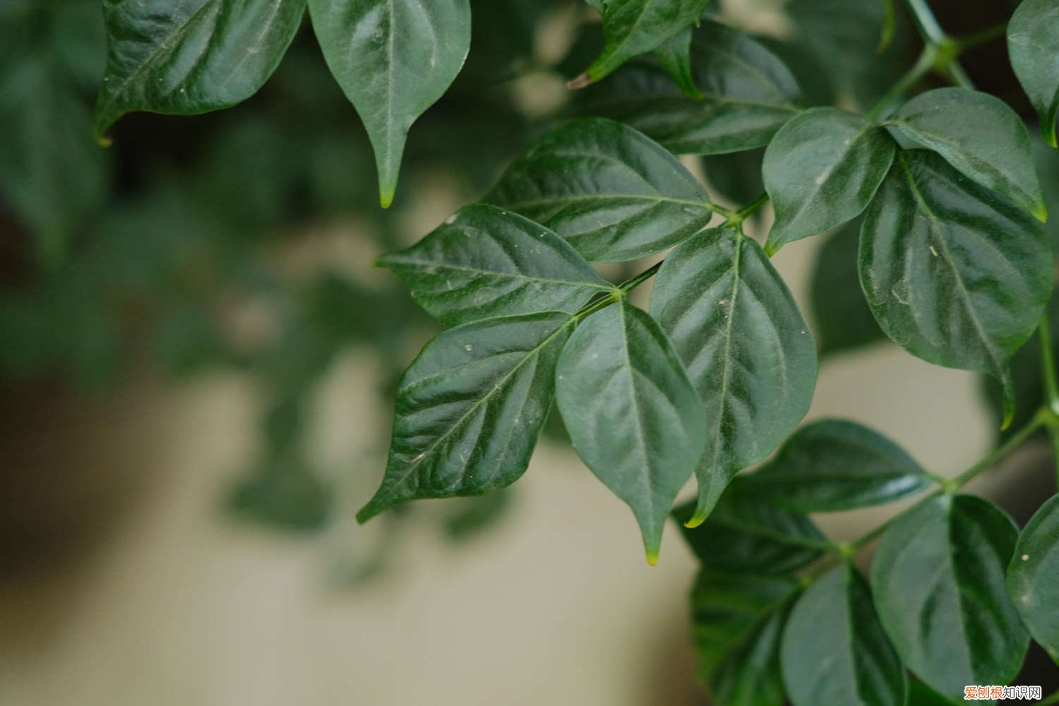 夏天幸福树黄叶掉叶子是怎么回事 幸福树黄叶掉叶，夏天浇点这个水，3天立马绿油油！