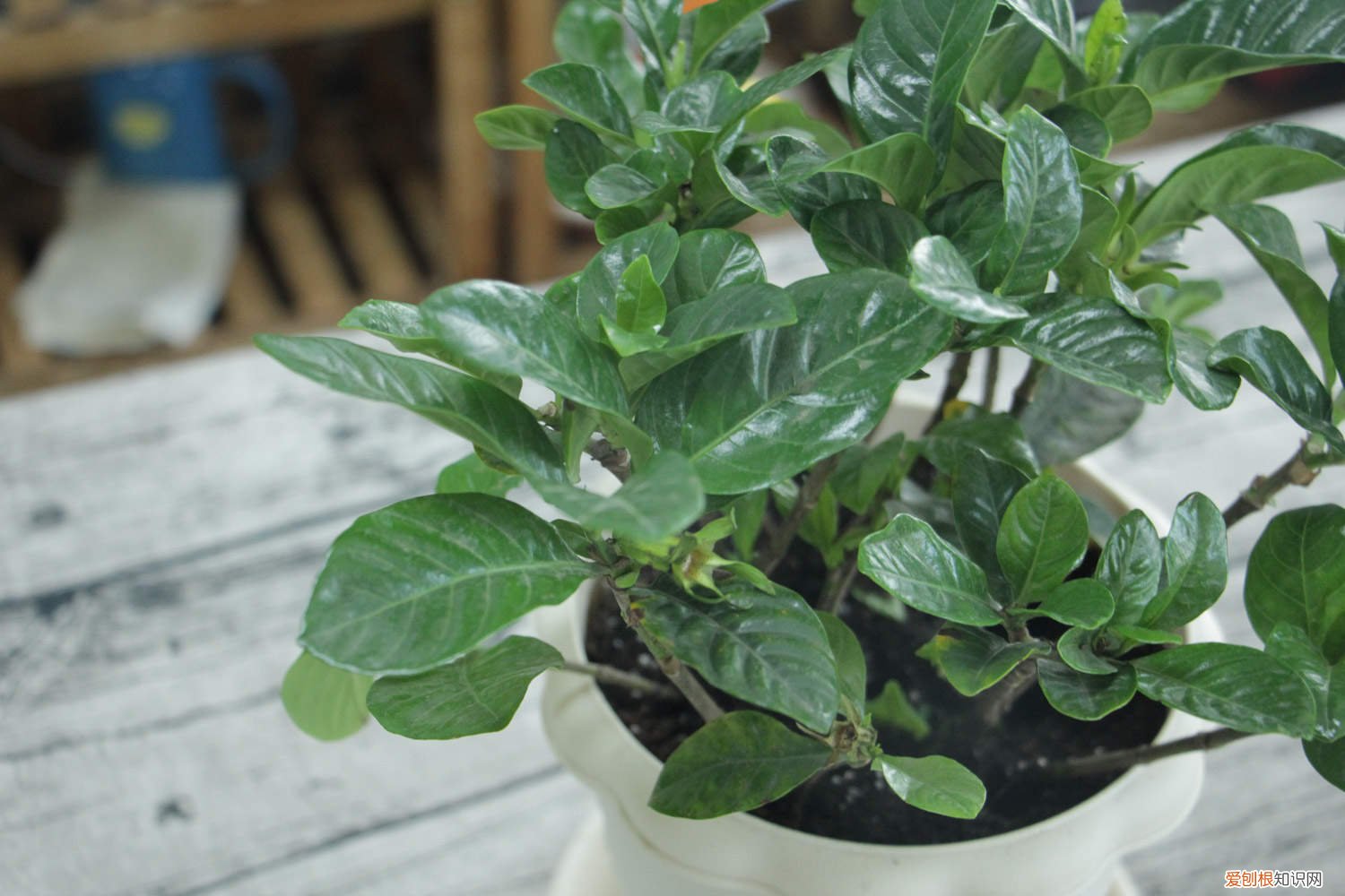 四季栀子花叶子发黄是什么原因 栀子花叶子发黄是什么原因