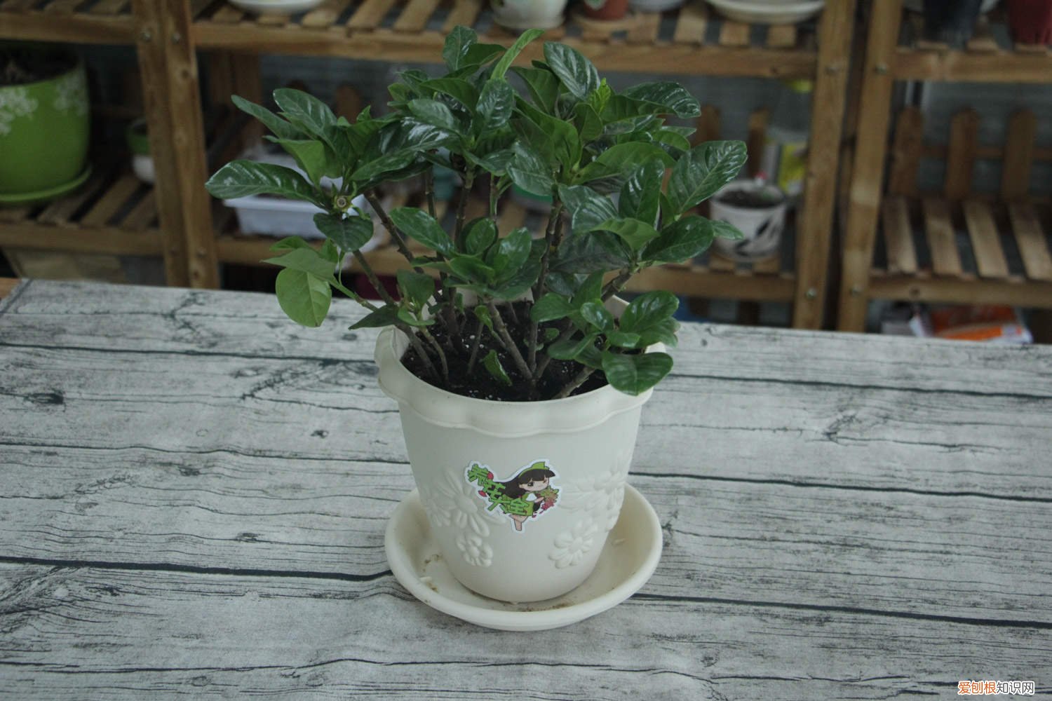 栀子花叶子发黄有斑点怎么办视频 栀子花叶子发黄有斑点怎么办