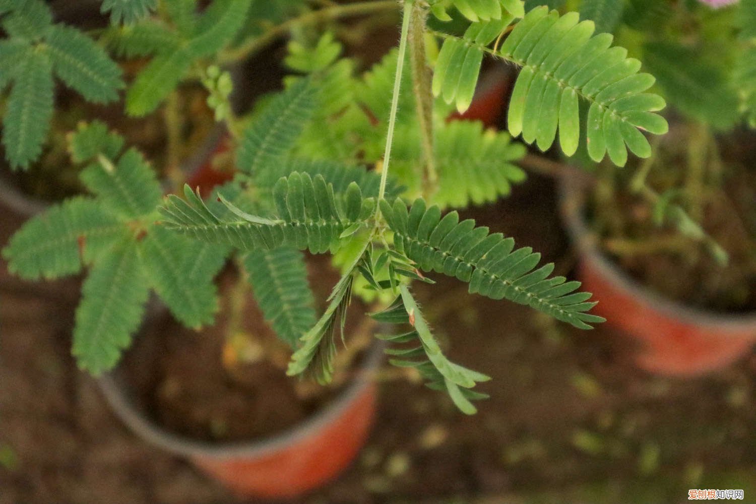 含羞草长太高怎么办 怎么让含羞草长的茂盛，长太高了怎么修剪
