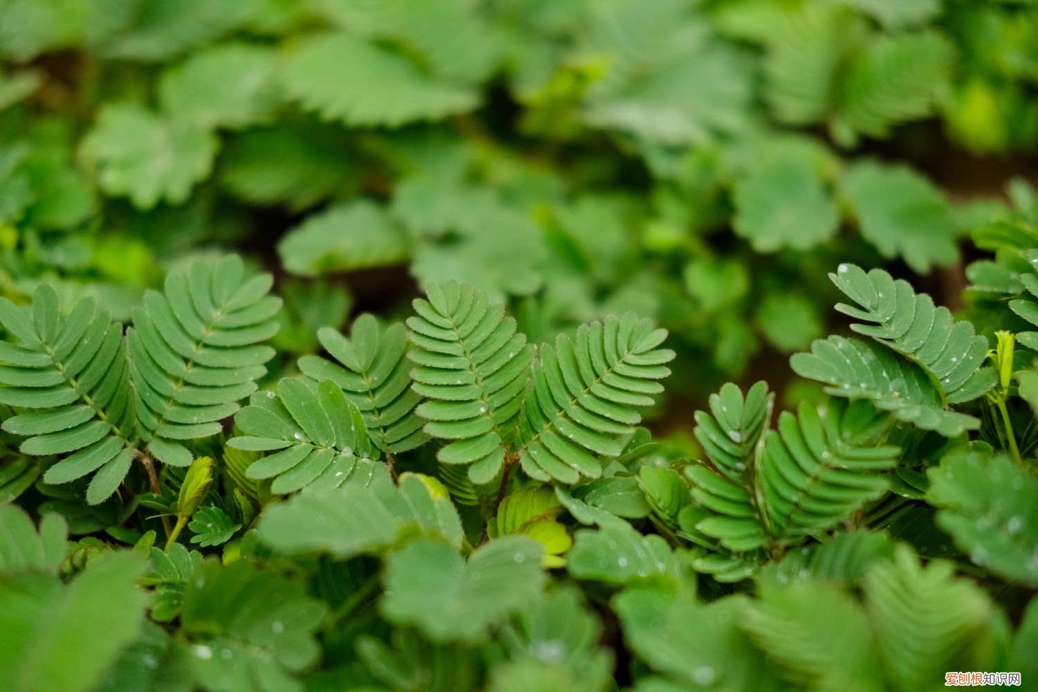 含羞草长太高怎么办 怎么让含羞草长的茂盛，长太高了怎么修剪