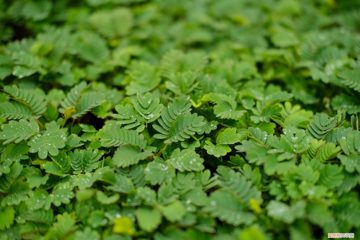 含羞草长太高怎么办 怎么让含羞草长的茂盛，长太高了怎么修剪