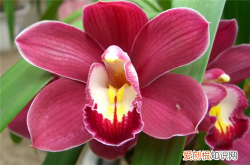 大花蕙兰的养殖方法大全 大花蕙兰的花期有多久