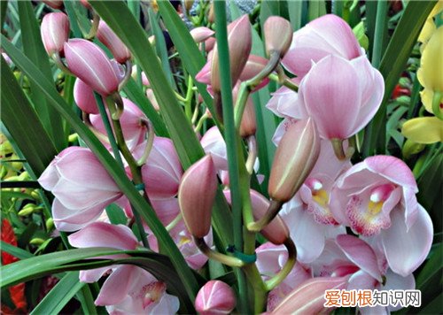 大花蕙兰的养殖方法大全 大花蕙兰的花期有多久