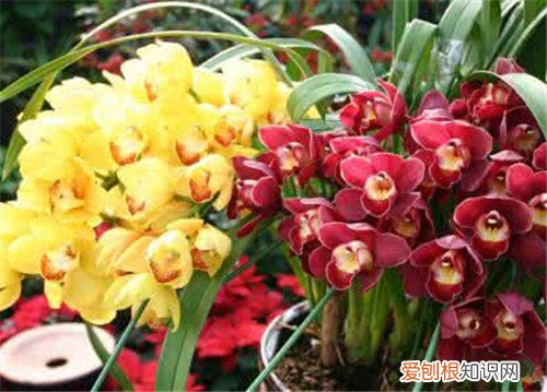 大花蕙兰的养殖方法大全 大花蕙兰的花期有多久