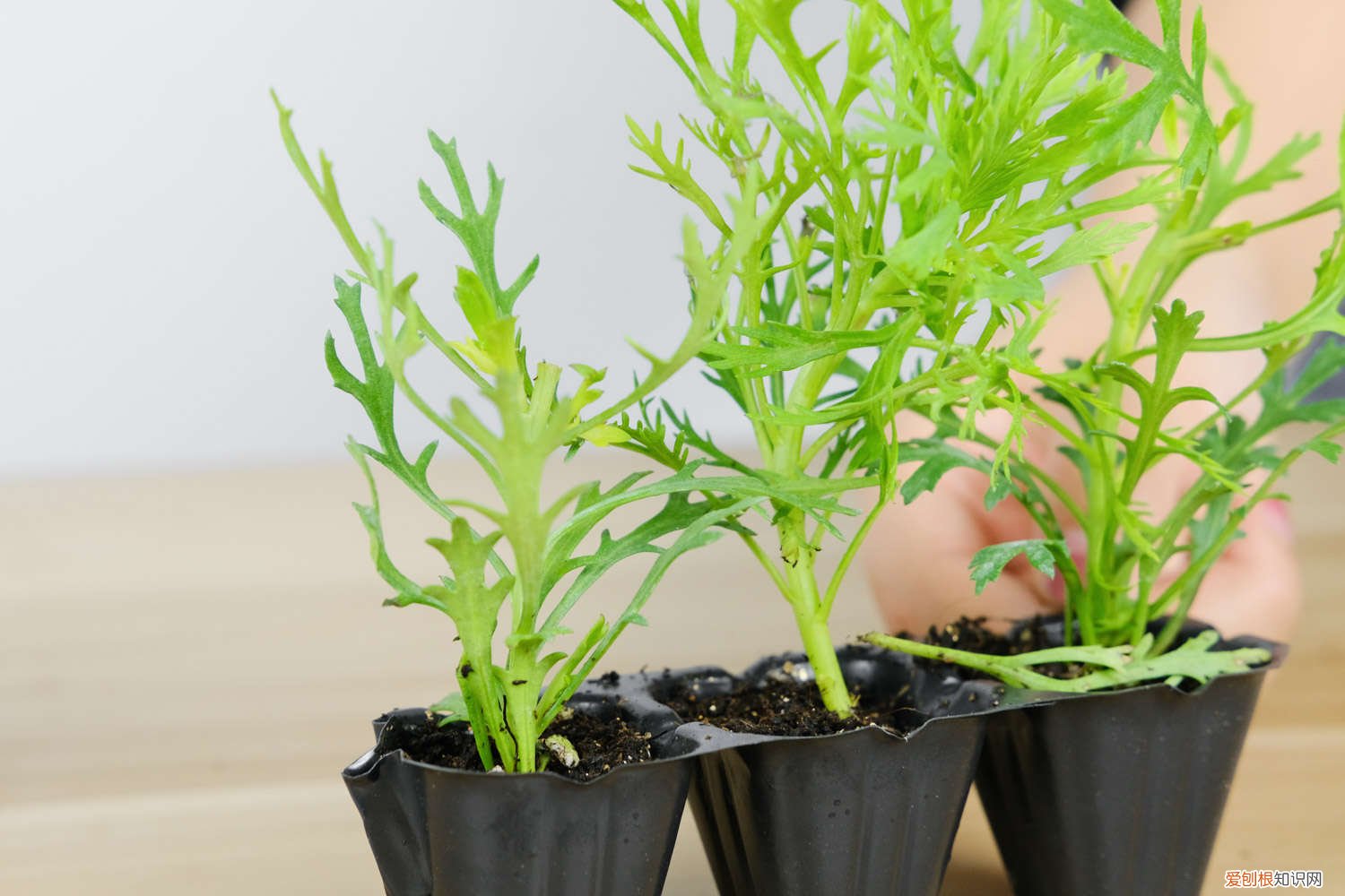 玛格丽特根部叶子焦黄 玛格丽特叶子发黄怎么办