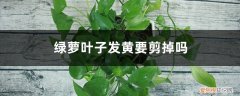 绿萝叶子发黄要剪掉吗视频 绿萝叶子发黄要剪掉吗
