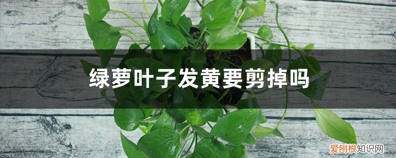 绿萝叶子发黄要剪掉吗视频 绿萝叶子发黄要剪掉吗
