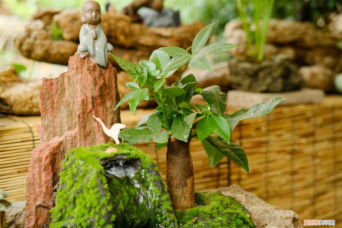 发财树叶子发黄要修剪吗怎么修剪 发财树叶子发黄要剪掉吗