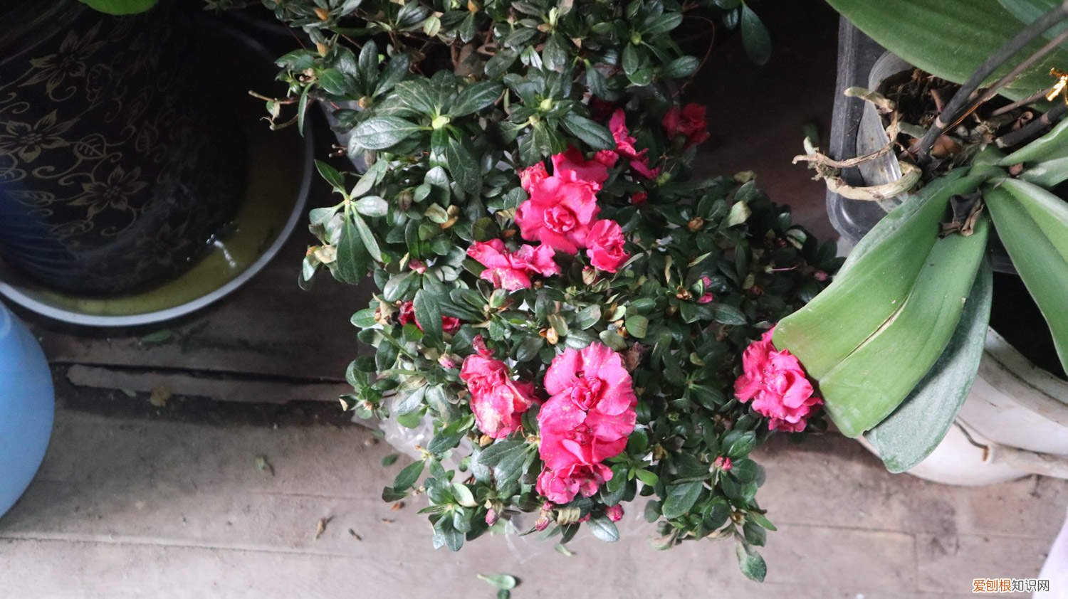 杜鹃花叶黄了怎么办 杜鹃花叶子发黄怎么办