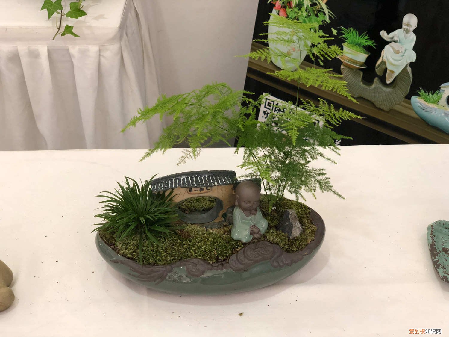 文竹发黄怎么挽救呢 文竹发黄怎么挽救