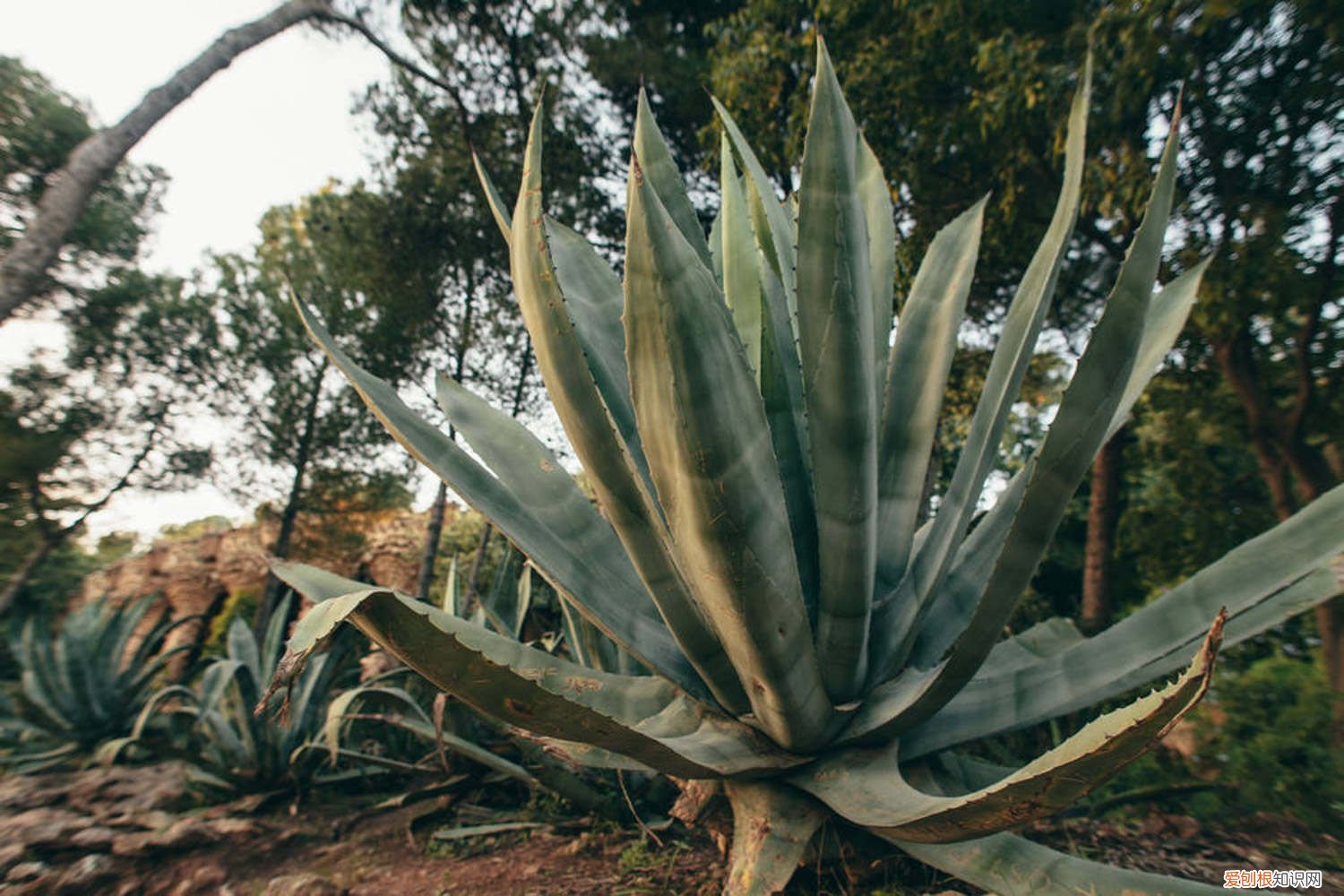 龙舌兰叶子发黄怎么办啊 龙舌兰叶子发黄怎么办