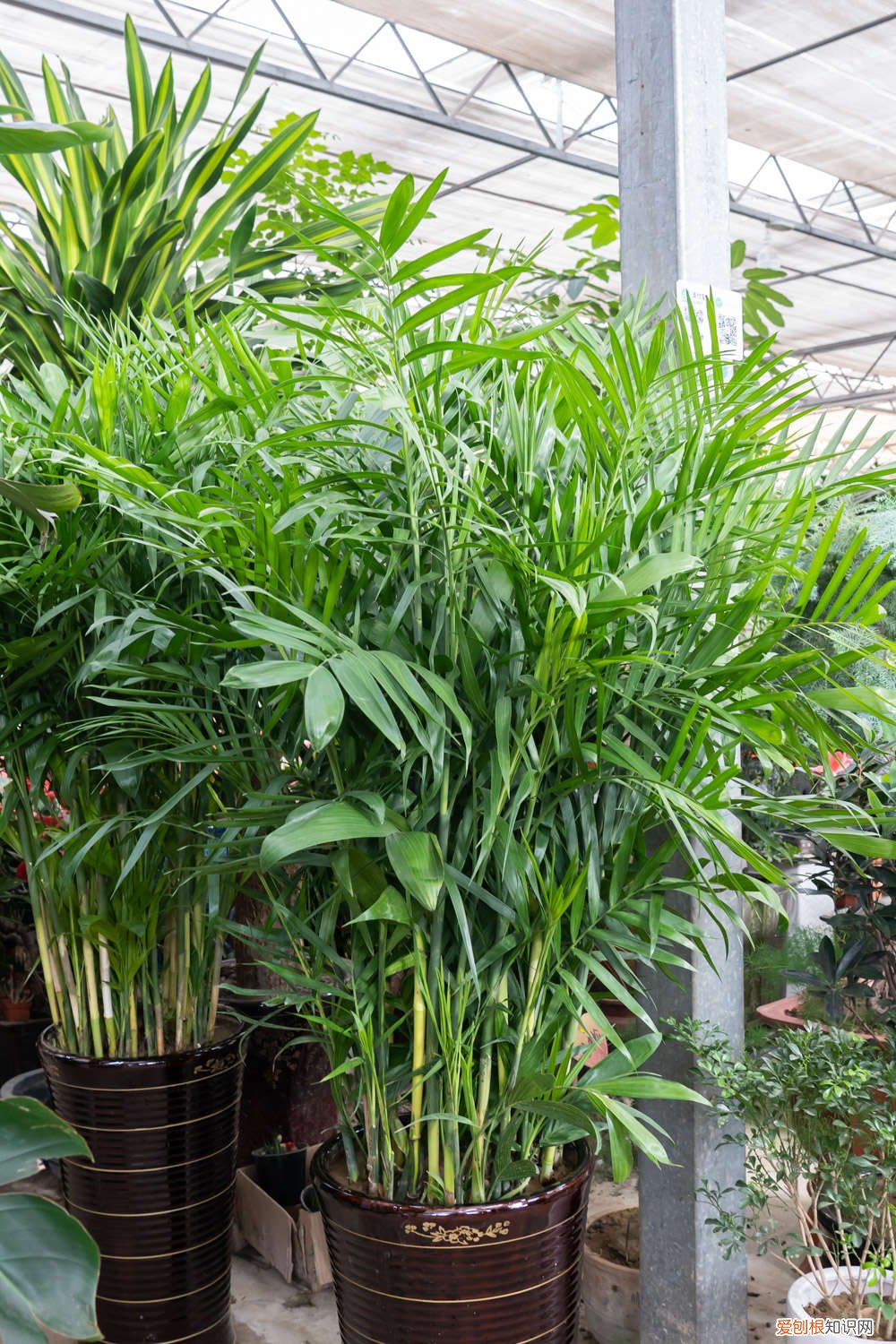 散尾葵的叶子发黄怎么回事 散尾葵叶子发黄怎么办