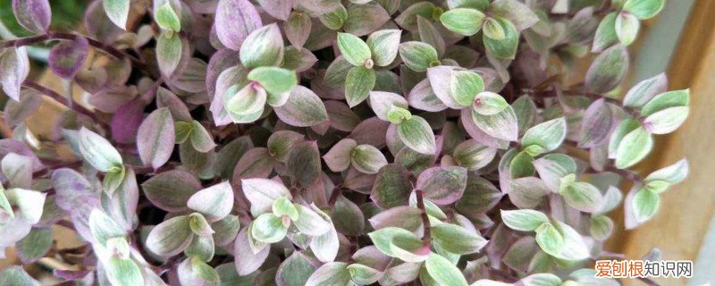 胭脂云繁殖注意事项 胭脂云的养殖方法和注意事项