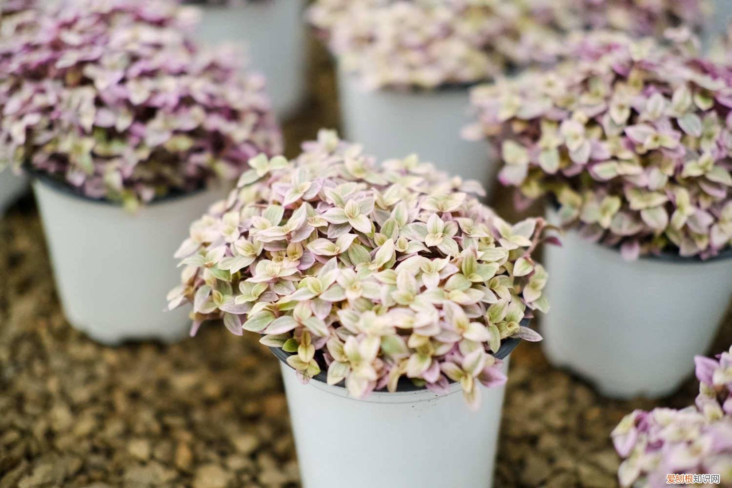 胭脂云繁殖注意事项 胭脂云的养殖方法和注意事项