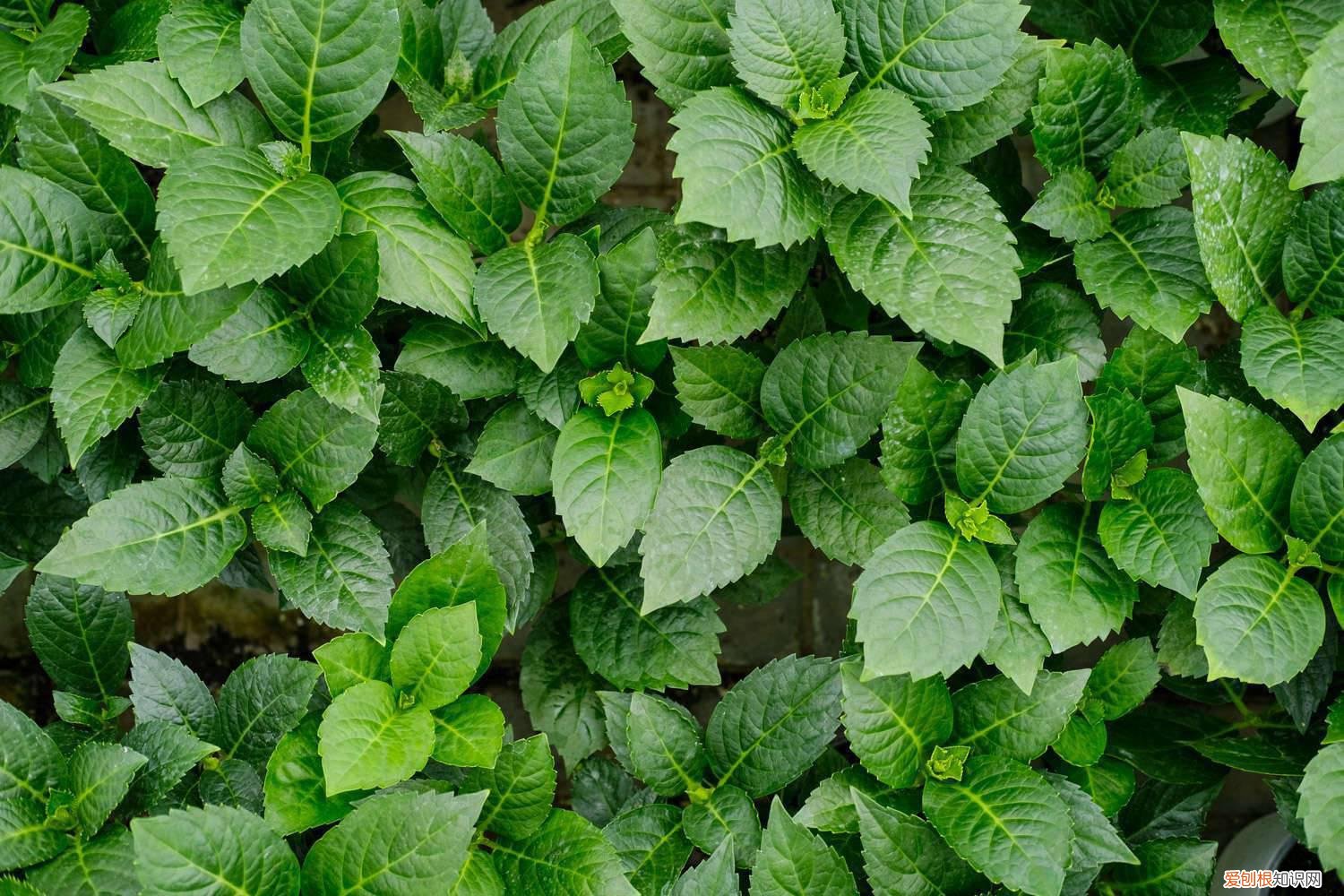 绣球叶子发黄是怎么处理 绣球叶子发黄怎么办