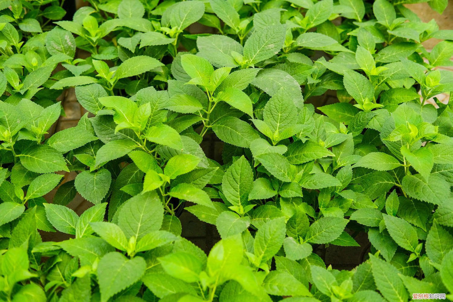 绣球叶子发黄是怎么处理 绣球叶子发黄怎么办