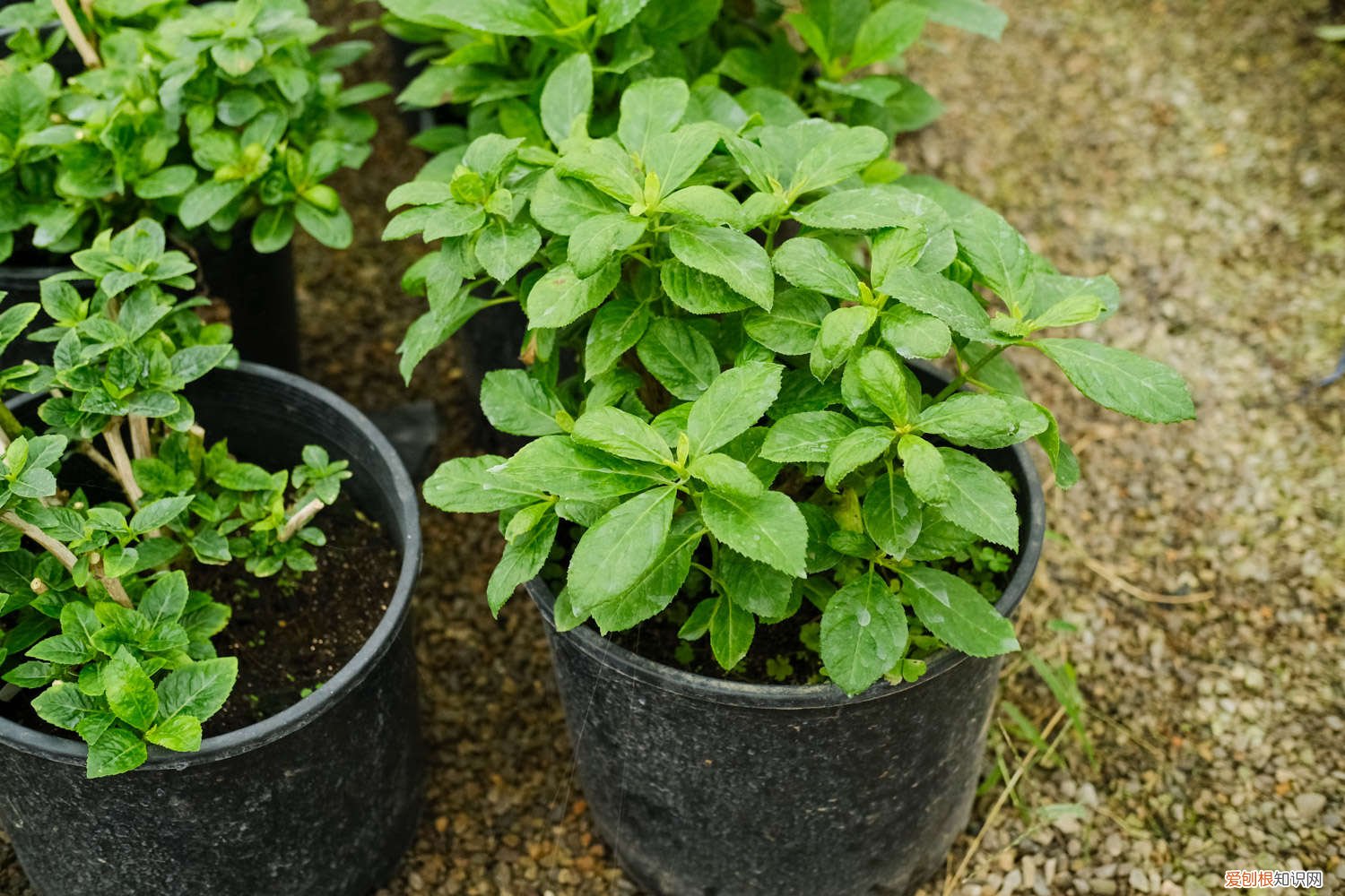 绣球叶子发黄是怎么处理 绣球叶子发黄怎么办