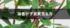 瑞香叶子发黄是怎么回事 瑞香叶子发黄怎么办