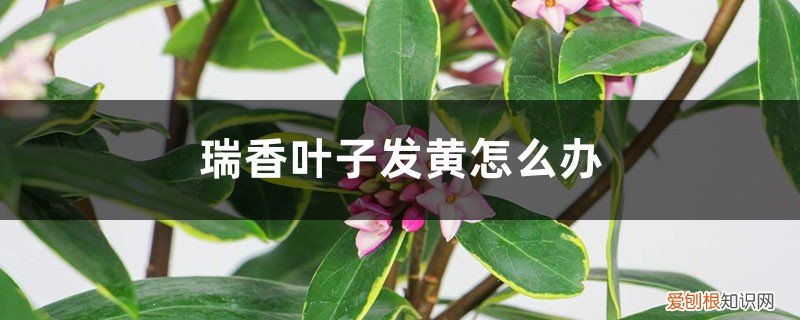 瑞香叶子发黄是怎么回事 瑞香叶子发黄怎么办