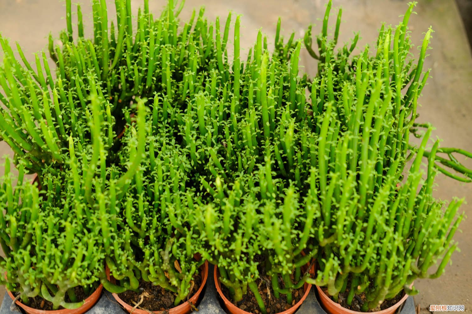 怎样让光棍树多发新枝 怎么让光棍树分叉，太高了怎么修剪