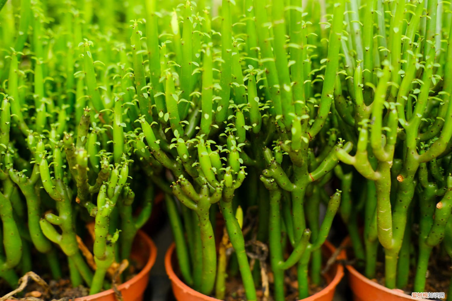 怎样让光棍树多发新枝 怎么让光棍树分叉，太高了怎么修剪