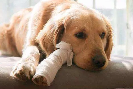 狗狗常见的几种病症，【宠物知识科普篇】新手养狗经常见9大疾病，及时了解，及时预防~