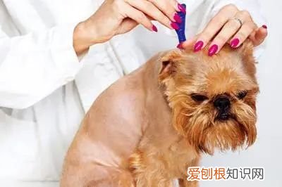 狗狗常见的几种病症，【宠物知识科普篇】新手养狗经常见9大疾病，及时了解，及时预防~