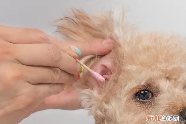 狗狗常见的几种病症，【宠物知识科普篇】新手养狗经常见9大疾病，及时了解，及时预防~