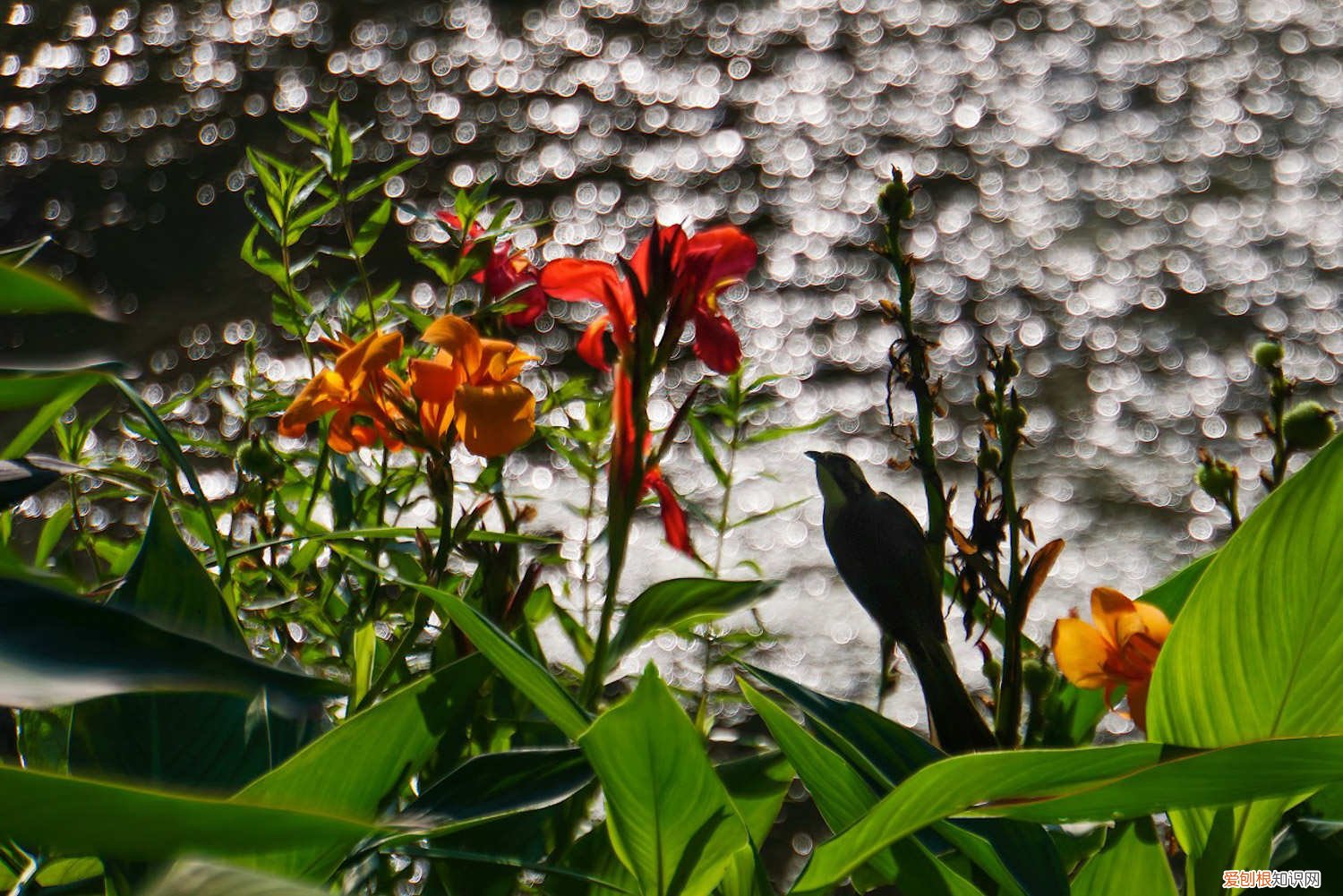 美人蕉叶子黄干怎么办 美人蕉叶子发黄怎么办