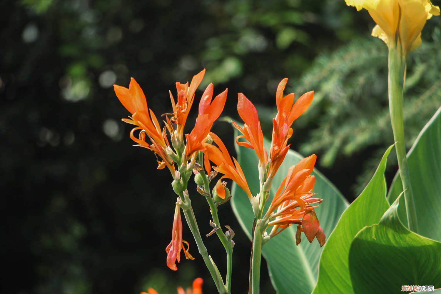 美人蕉叶子黄干怎么办 美人蕉叶子发黄怎么办