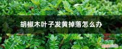 胡椒木叶子发黄掉落怎么办
