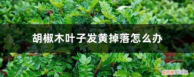 胡椒木叶子发黄掉落怎么办