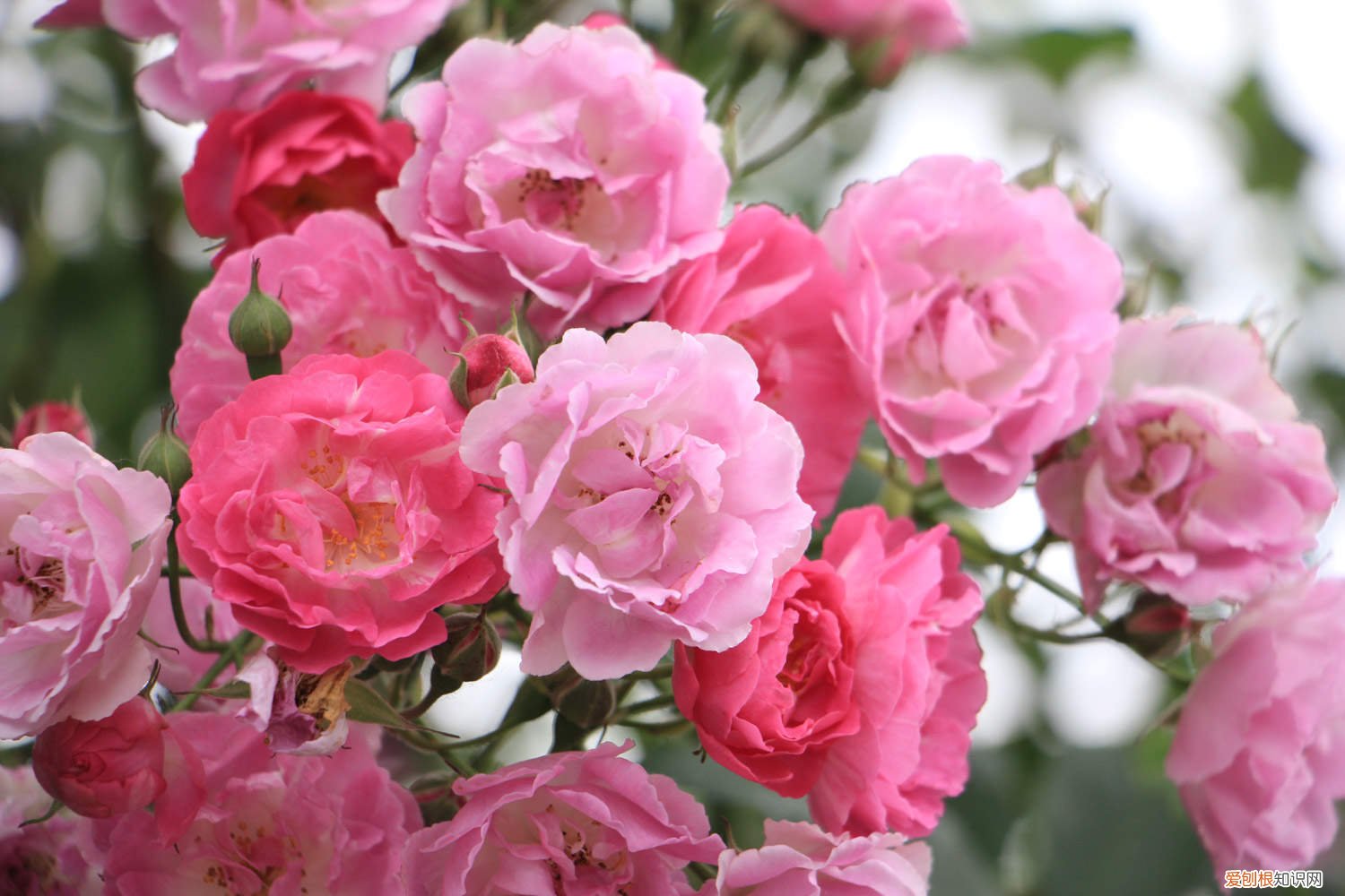 蔷薇花叶子发黄的原因和处理办法 蔷薇叶子发黄怎么办