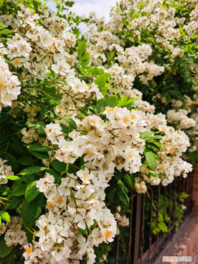 蔷薇花叶子发黄的原因和处理办法 蔷薇叶子发黄怎么办