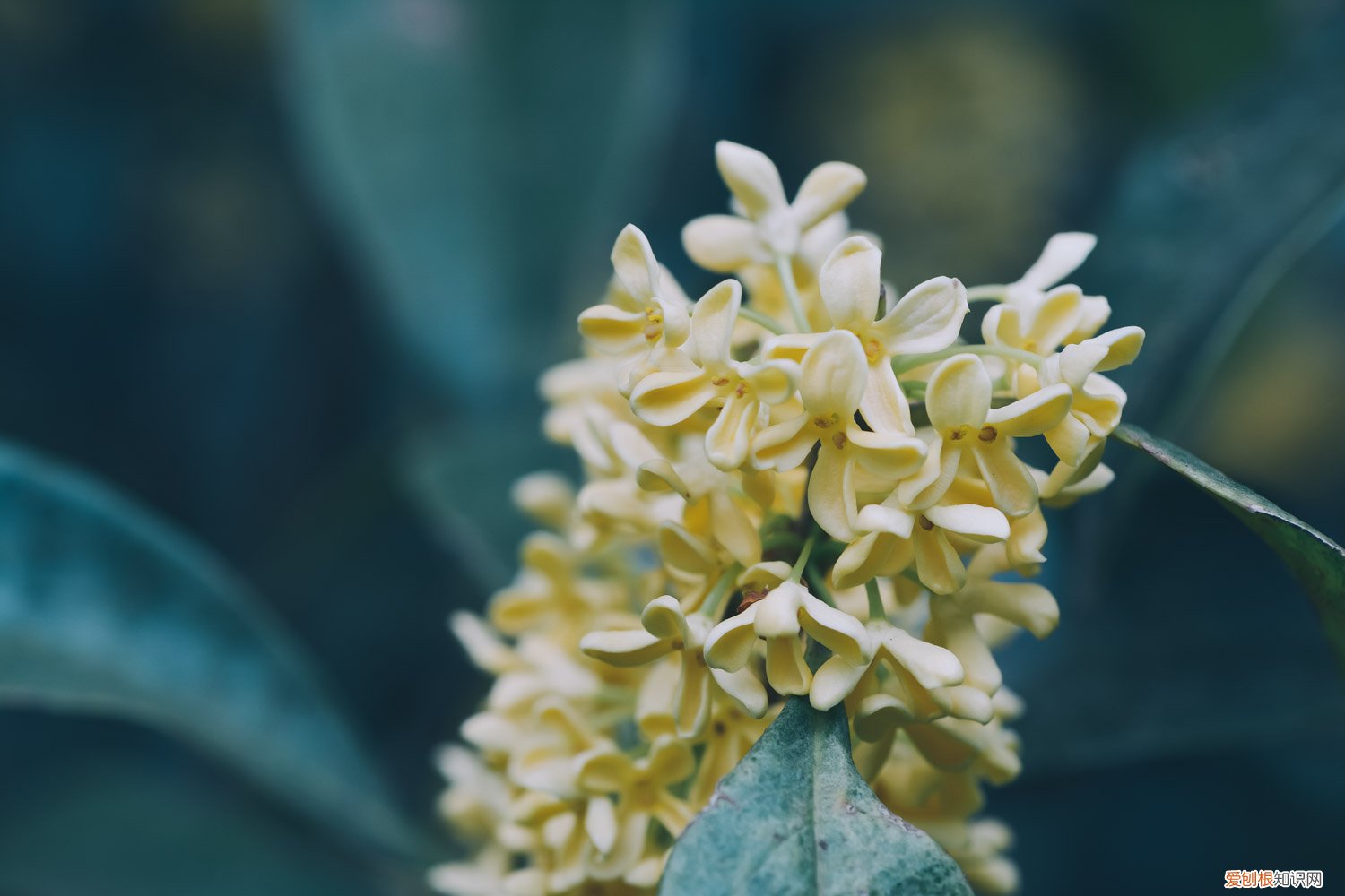 桂花叶子发黄怎么回事儿 桂花叶子发黄怎么办