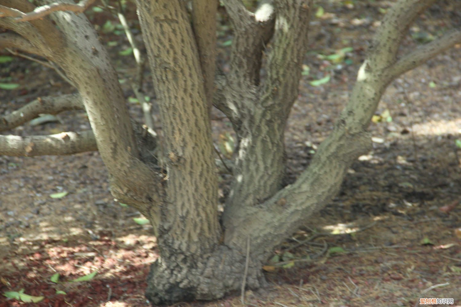 桂花叶子发黄怎么回事儿 桂花叶子发黄怎么办